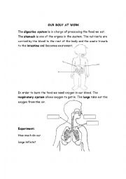 Our body at work