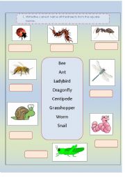 English Worksheet: Insects