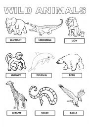 English Worksheet: wild animals