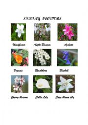 English Worksheet: Spring flowers