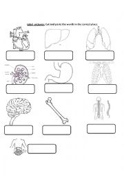 English Worksheet: Internal Body Organs