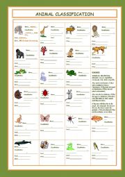 English Worksheet: Animal Classification