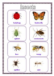 English Worksheet: Insects