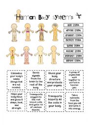 English Worksheet: Human Body Systems