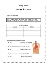 English Worksheet: Internal & External Body Parts