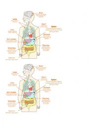 English Worksheet: Major Body Organs Diagram