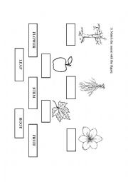 English Worksheet: Parts of the plant