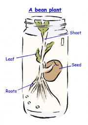 English Worksheet: Bean Parts