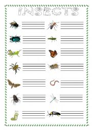 English Worksheet: insects