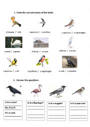 English Worksheet: Recognizing the birds