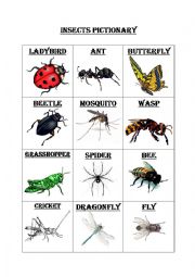 English Worksheet: Insects pictionary