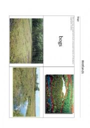 English Worksheet: Wetlands - Bogs
