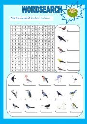 English Worksheet: Birds