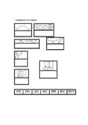 English Worksheet: Body Parts