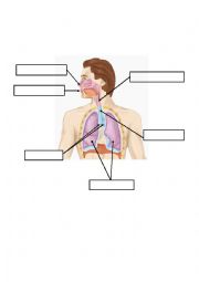 English Worksheet: respiratory system