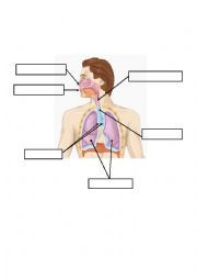 respiratory system