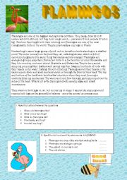 English Worksheet: Flamingos -reading comprehension