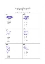 English Worksheet: body