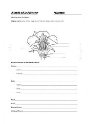 English Worksheet: Parts of a Flower