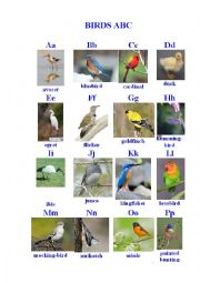 English Worksheet: Birds ABC