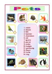 English Worksheet: My pets