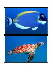 English Worksheet: ocean animals flashcards