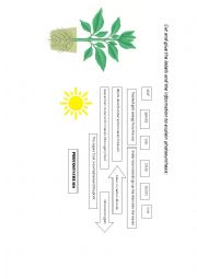 English Worksheet: Photosynthesis