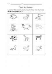 English Worksheet: What is a mammal?