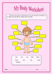 English Worksheet: My  Body Worksheet