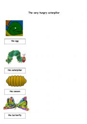 English Worksheet: the very hungry caterpillar sentence making