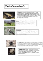 English Worksheet: Australian animals 