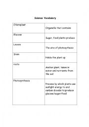 English Worksheet: Parts of the Plant Vocabulary