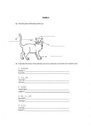 English Worksheet: parts of the animal