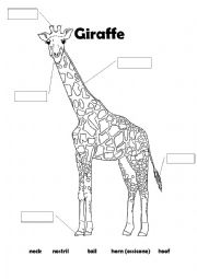 Giraffe - body parts