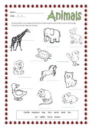 English Worksheet: Animals