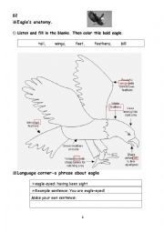 English Worksheet: Eagles anatomy