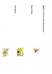 English Worksheet: Bees