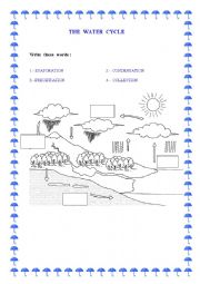 English Worksheet: The Water  Cycle