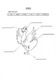 English Worksheet: BIRDS