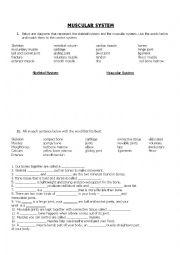 English Worksheet: Muscular System Worksheet
