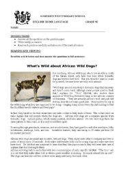 English Worksheet: Comprehension - African Wild dog