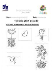 English Worksheet: Bean plants life cycle 
