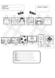 English Worksheet: his  her