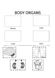 English Worksheet: Body Organs