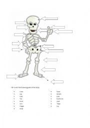 English Worksheet: The Skeleton