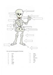 The Skeleton