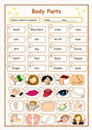 English Worksheet: Body Parts