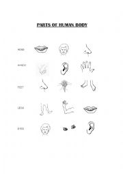 English Worksheet: Parts of human body