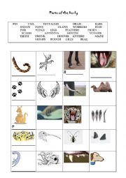 English Worksheet: Animals� body parts
