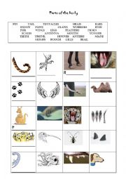 Animals body parts